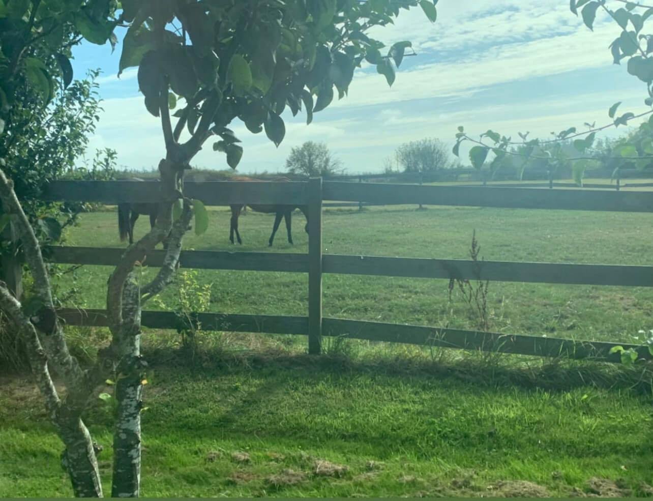 Two horses grazing on Camano Island Horse ranch.