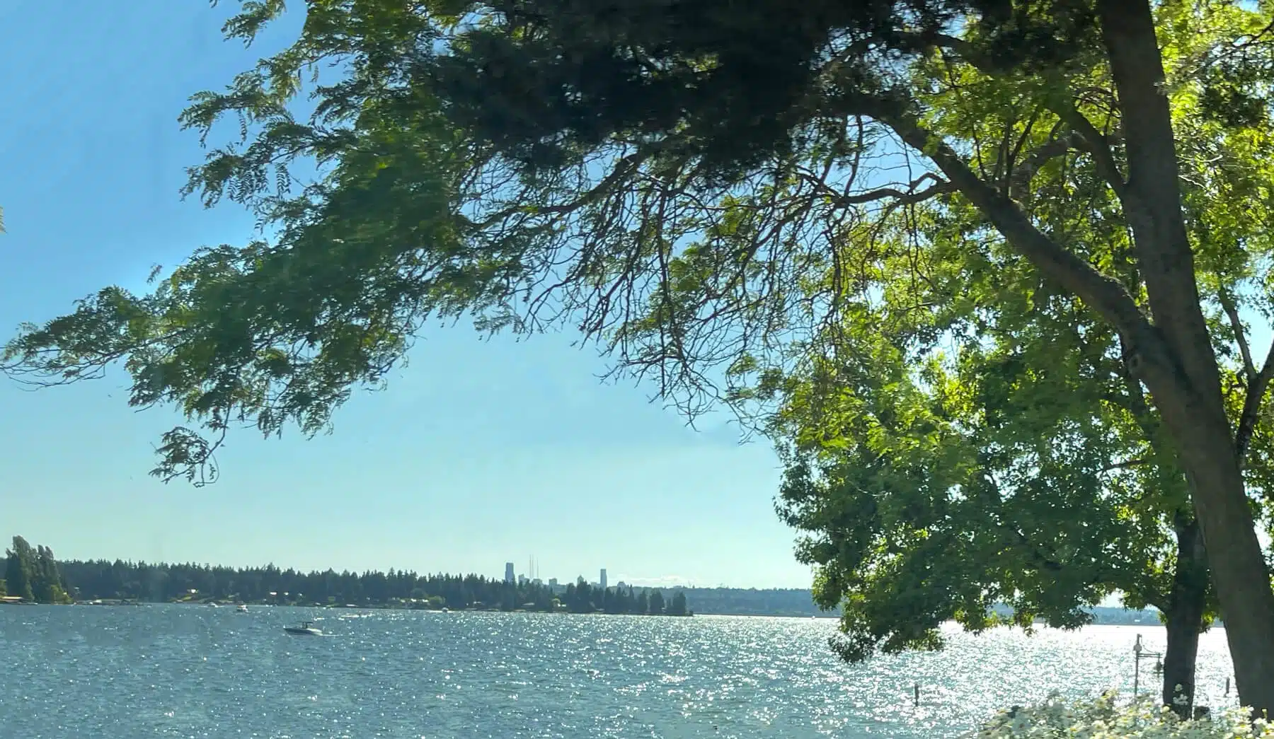 Kirkland-waterfront-with-view-of-hunts-point-and-seattle-skyline. A serene lakeside scene featuring a view of the water framed by large, leafy trees in the foreground. The sunlight shimmers on the lake's surface, creating a sparkling effect under a clear blue sky. In the distance, a few small boats glide across the water, while the far shoreline is lined with trees and distant buildings, including a faint city skyline. The lush greenery from the overhanging branches adds a natural, peaceful atmosphere to this sunny, tranquil lakeside view.