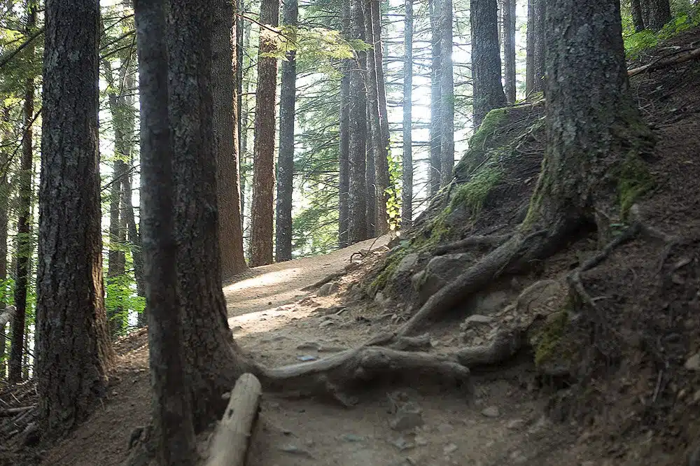 Sunlight filtering through old-growth firs above exposed roots along the Mount Si trail near North Bend, Washington