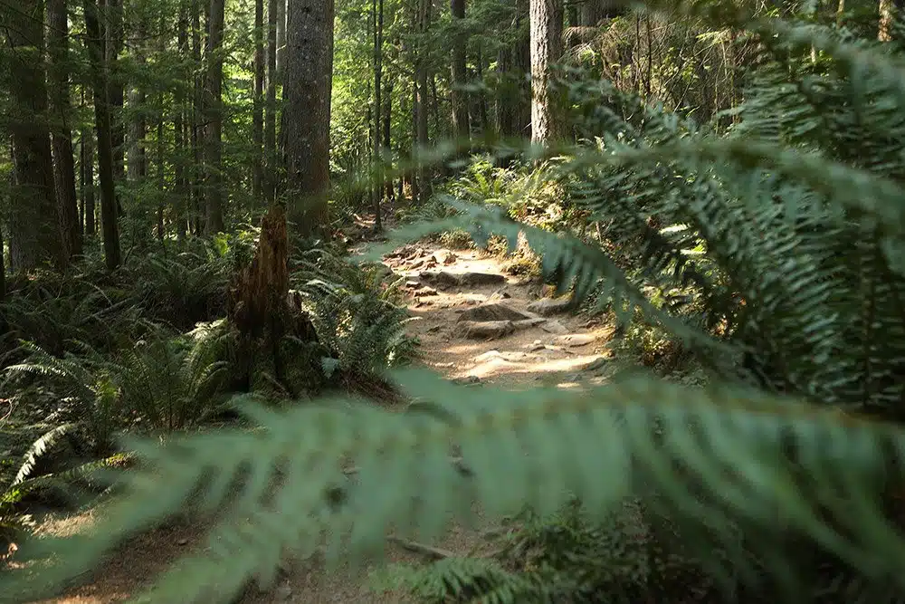 North Bend Real Estate Market Data | NWMLS Updated Monthly 2 Rocky stair section of the Mount Si trail framed by lush sword ferns and Pacific Northwest forest near North Bend, Washington