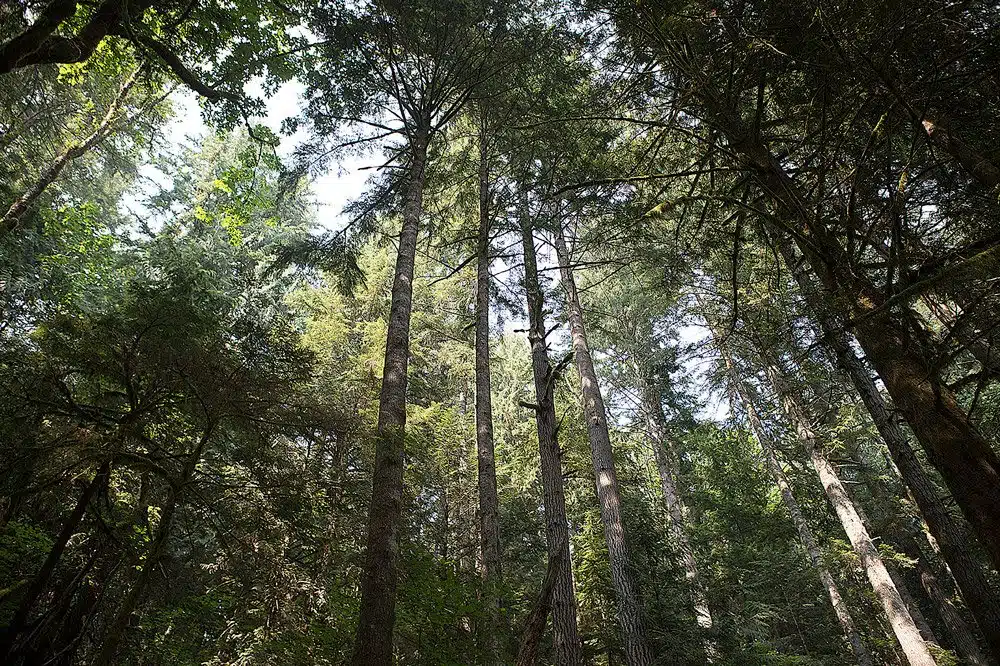 North Bend Real Estate Market Data | NWMLS Updated Monthly 1 Looking straight up at towering Douglas fir trunks against blue sky on the Mount Si trail near North Bend, Washington
